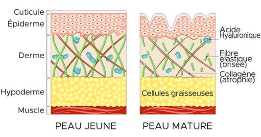 La cosmétique du collagène : l’actif anti-âge clé au Japon