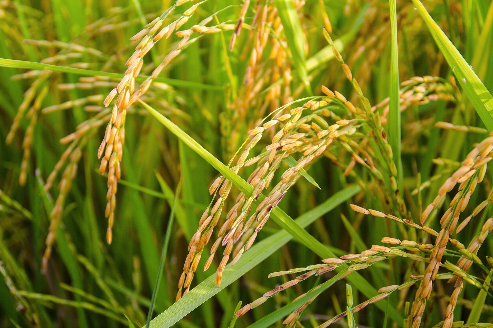 Les bienfaits impressionnants de la poudre de riz