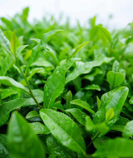 feuilles thé vert matcha ingredient pour la peau