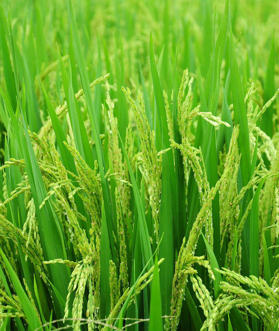 champs de riz