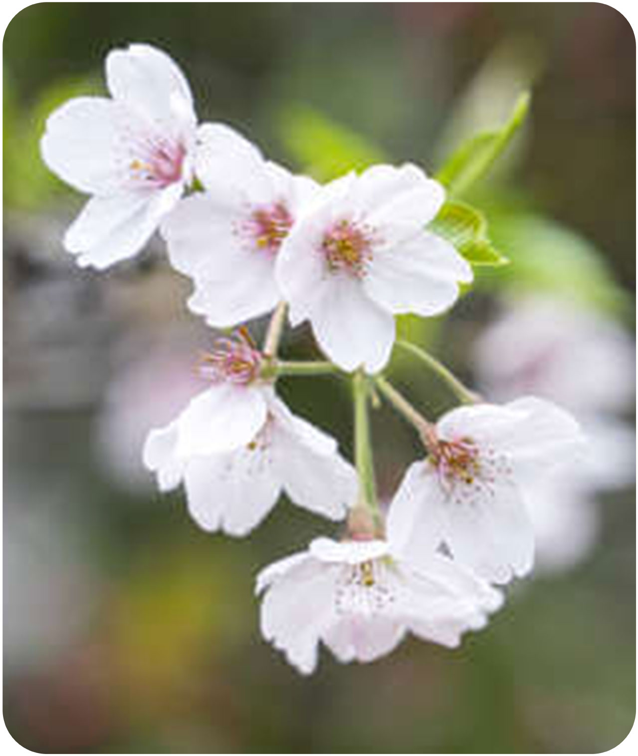 fleurs de cerisier