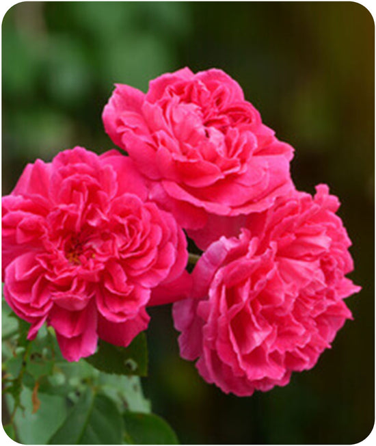 rose damas ingredient parfum solide